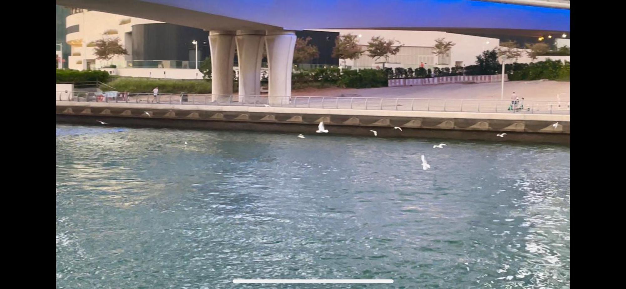 Bright & Cozy 1 Bedroom Canal View In Marina Apartment