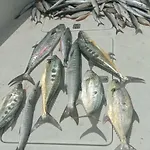 Dubai Fishing Trip 5 Hours