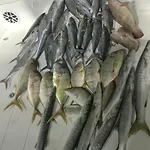 Dubai Fishing Trip 5 Hours