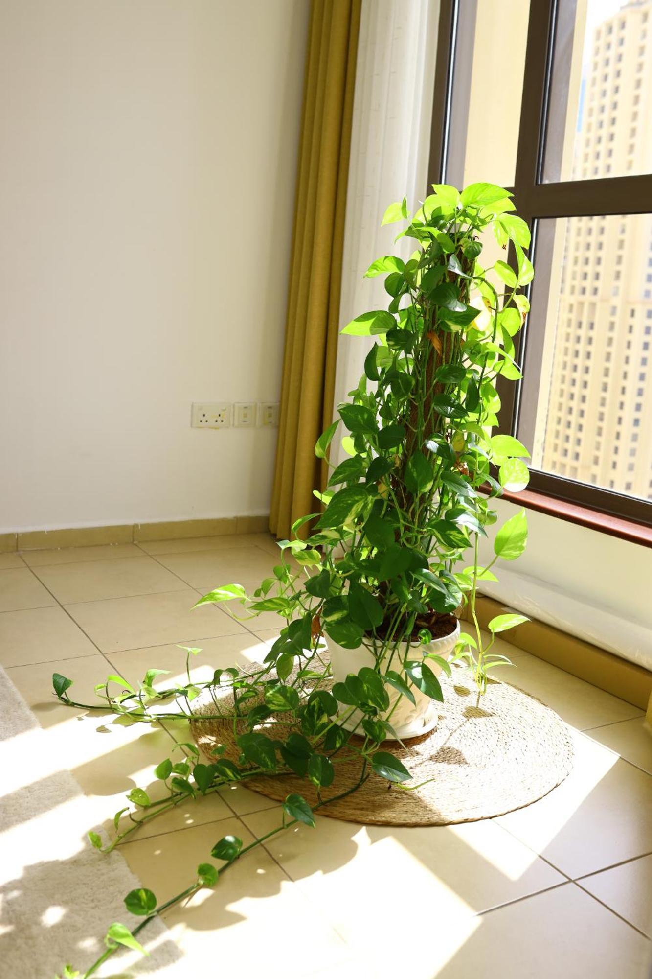 Shams Murjan Jbr * Dubai
