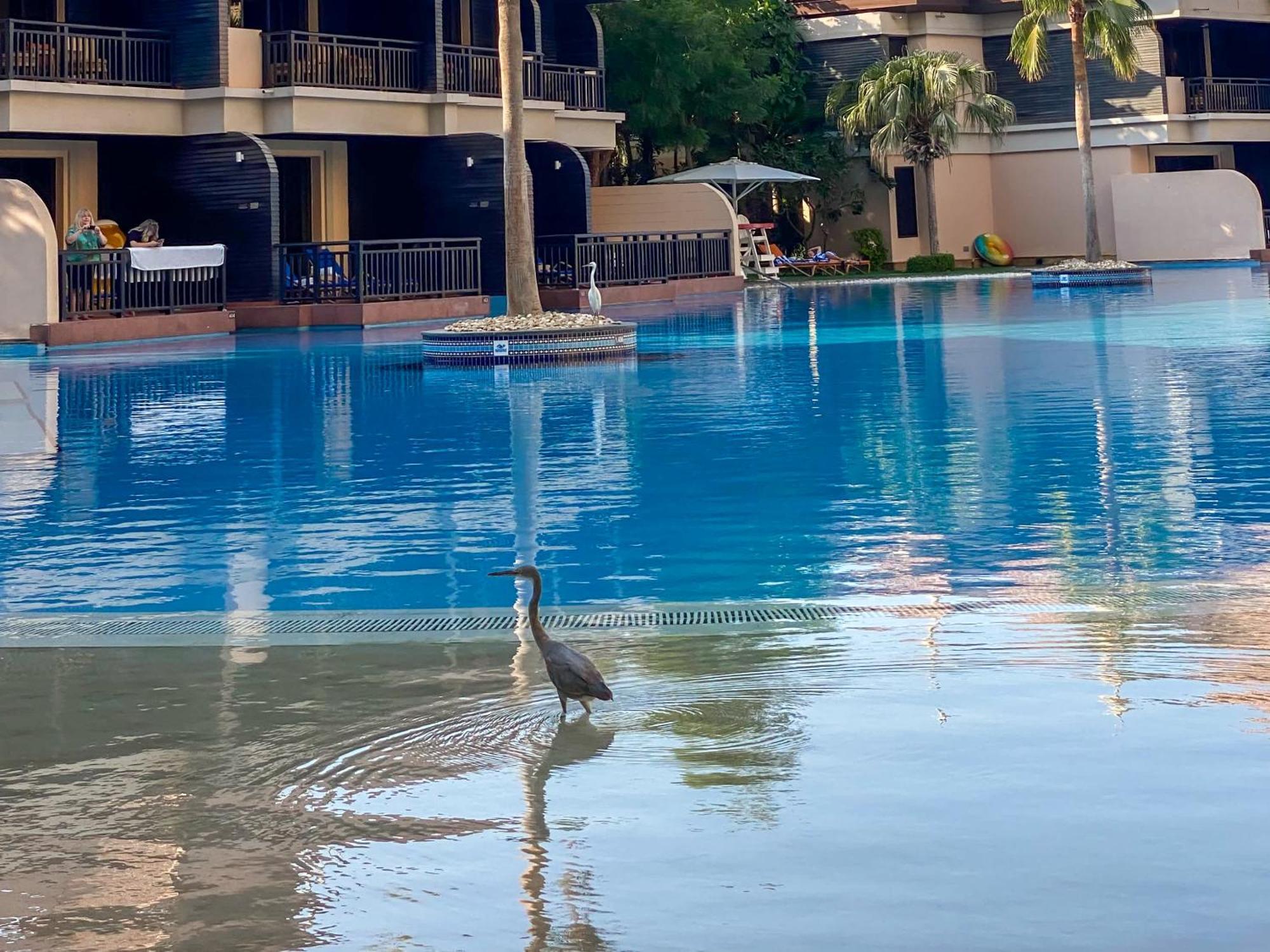 Elegantly Renovated 1br At 5 Star * Dubai