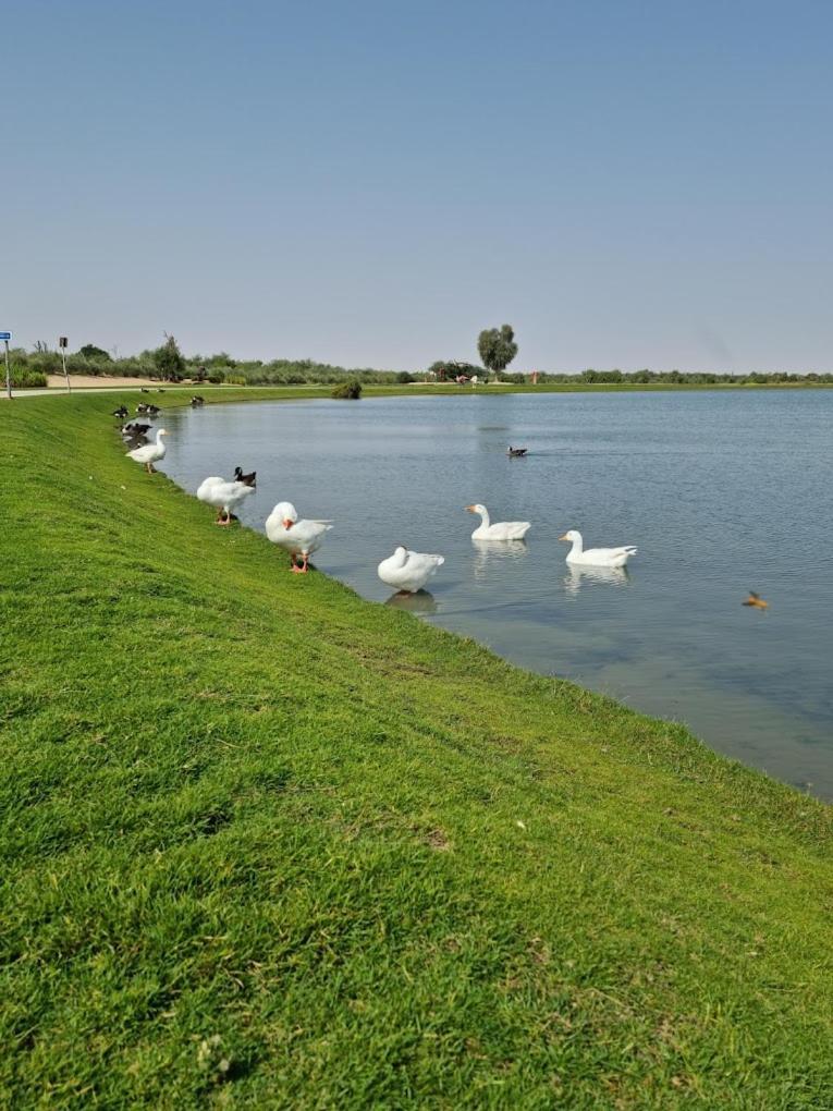 Al Damany
