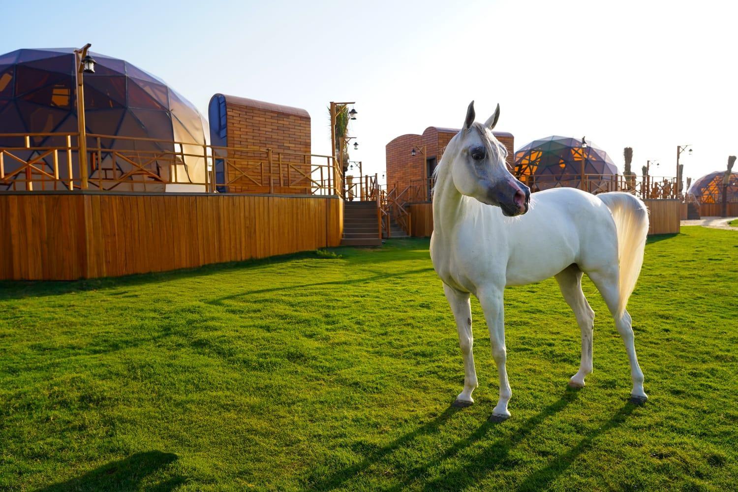 Al Marmoom Oasis Luxury Experiential Desert Luxury tent 5*
