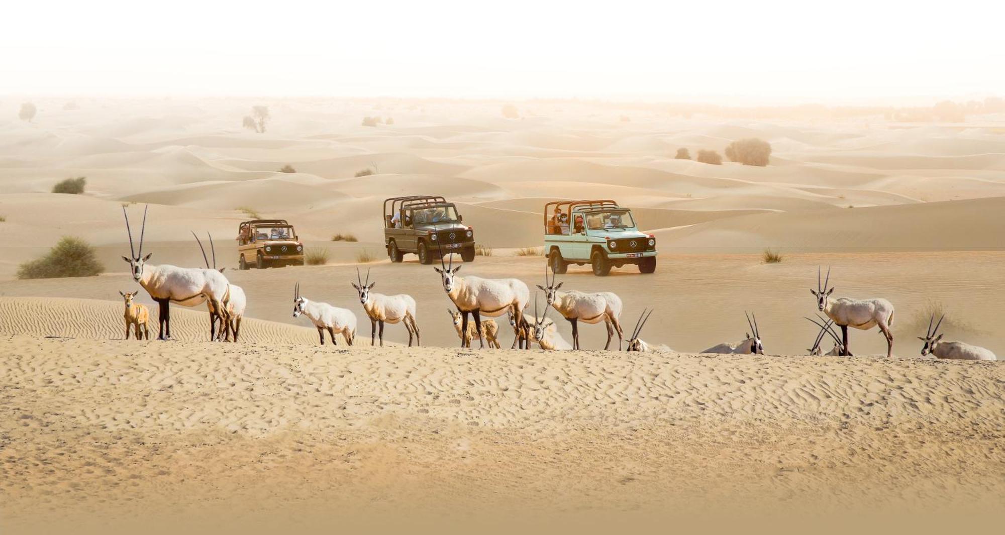 Al Marmoom Oasis Luxury Experiential Desert